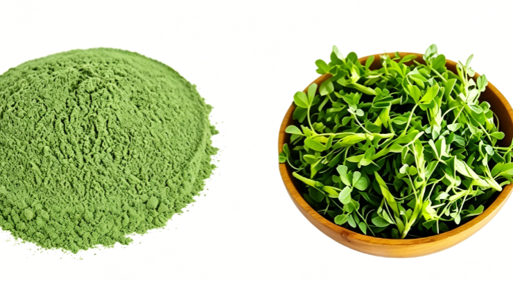 Fine milled Alfalfa Grass Powder texture detail
