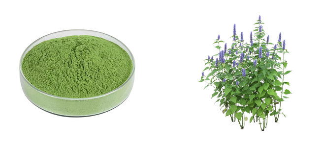 Bulk Alfalfa Leaf Extract packaged in fiber drums