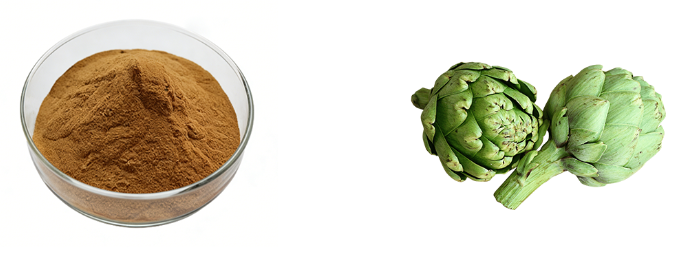 Bulk Artichoke Extract packaged in fiber drums