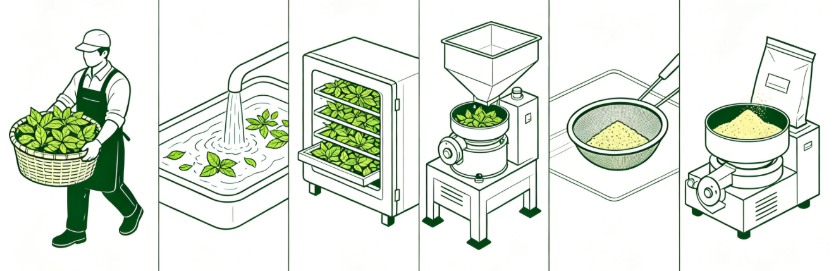 Low-temperature dehydration process flowchart for lemon balm leaf powder production
