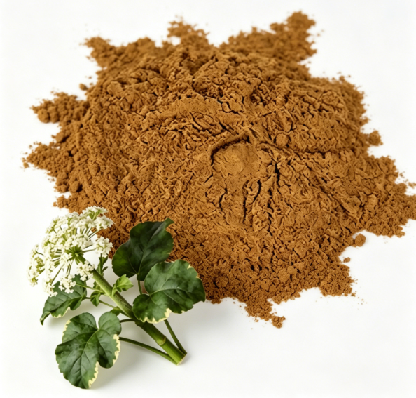 Valeriana officinalis dried root macro photography
