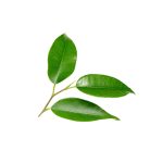 Green plant biomass chlorophyll source macro photography