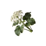 Valeriana officinalis dried root macro photography