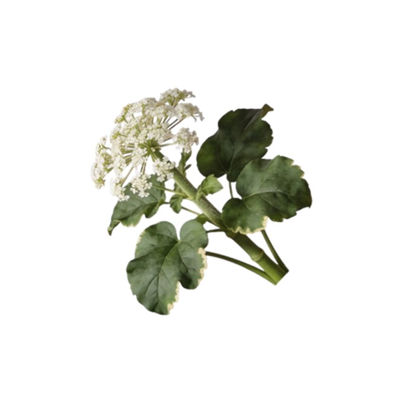 Valeriana officinalis dried root macro photography
