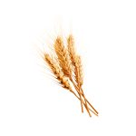 Triticum aestivum wheat grain macro photography