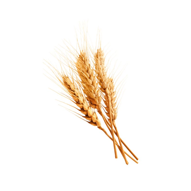 Triticum aestivum wheat grain macro photography