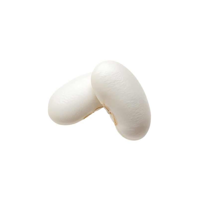 Phaseolus vulgaris white kidney bean seed macro photography