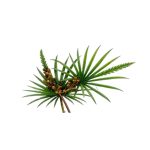 Dark brown Saw Palmetto Extract powder texture detail